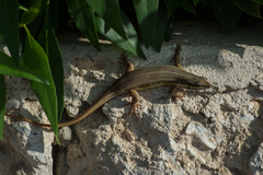 Trachylepis quinquetaeniata