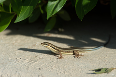 Trachylepis quinquetaeniata