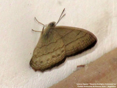 Paryphthimoides poltys