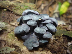 Gerronema waikanaense