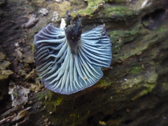 Gerronema waikanaense