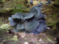 Gerronema waikanaense