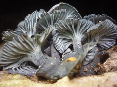 Gerronema waikanaense