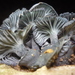 Gerronema waikanaensis - Photo (c) Grey Smith, alguns direitos reservados (CC BY), uploaded by Grey Smith