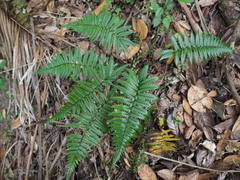 Polystichum wawranum