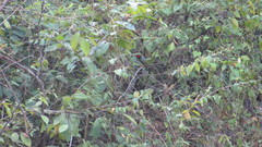 Chiroxiphia lanceolata