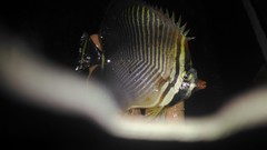 Chaetodon baronessa