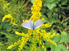 Pseudozizeeria maha