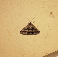 Acantholipes trajecta