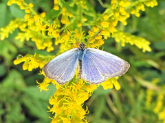 Pseudozizeeria maha
