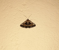 Acantholipes trajecta