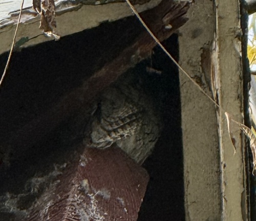 View observation of {o.common_name} on iNaturalist