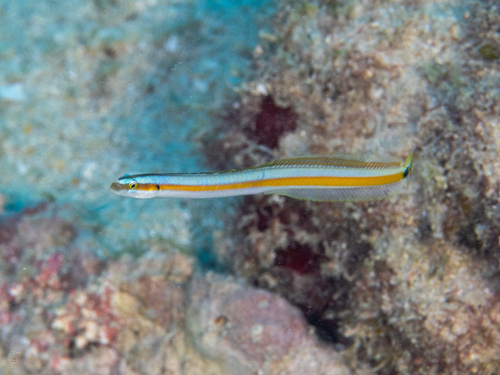 Sierlijke wormvis (Gunnellichthys curiosus) — Microdesmidae — 5