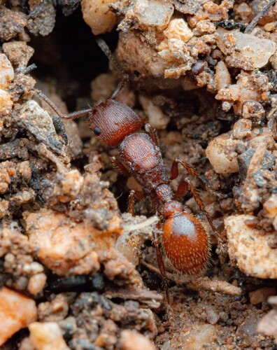 Pogonomyrmex imberbiculus