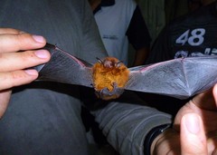 Myotis ruber