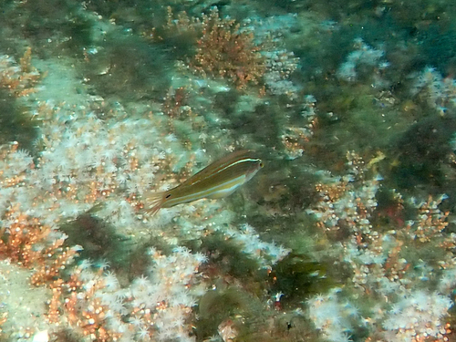 Coris aurilineata observed 2025-12-21