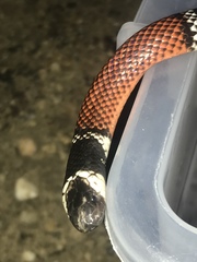 Micrurus dumerilii dumerilii