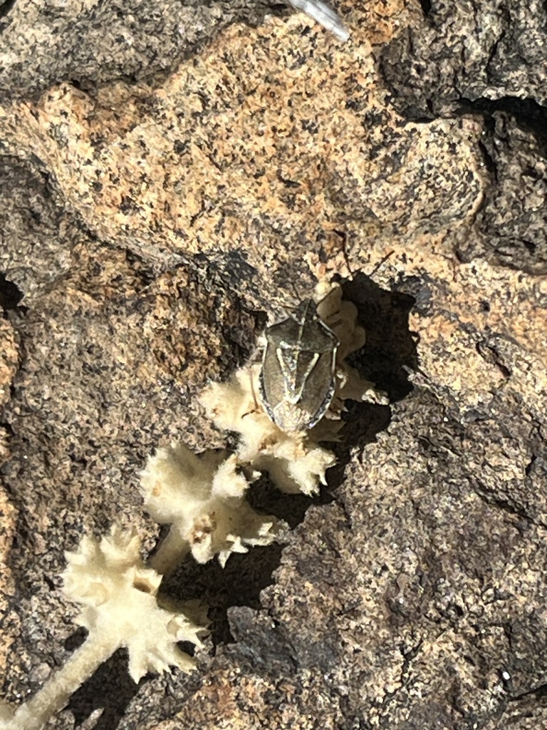 Eudolycoris alluaudi