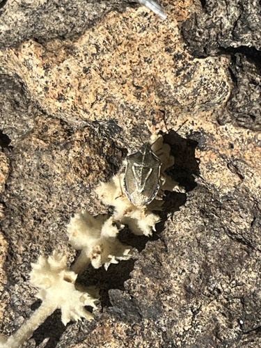 Eudolycoris alluaudi