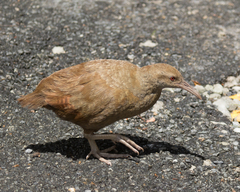 Lord Howe Woodhen photo 4