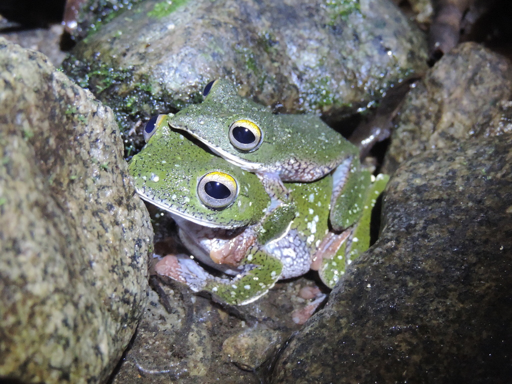 Tuwa Flying Frog