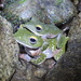 Tuwa Flying Frog - Photo (c) fatahabib92, some rights reserved (CC BY-NC), uploaded by fatahabib92