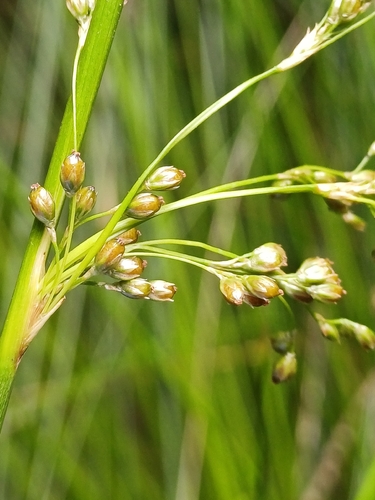 Loose-flowered Rush (Juncus pauciflorus)
