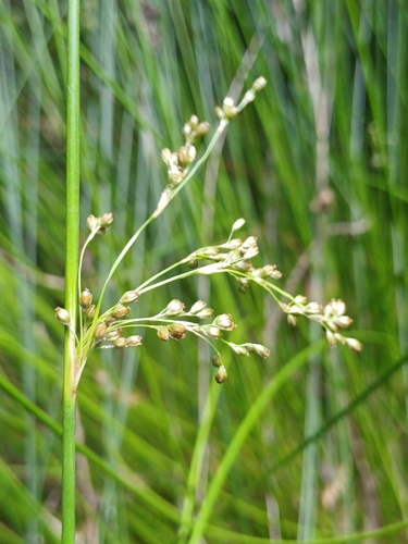 Juncus pauciflorus