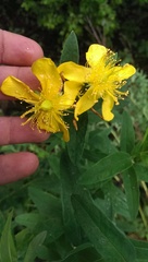 Hypericum ascyron
