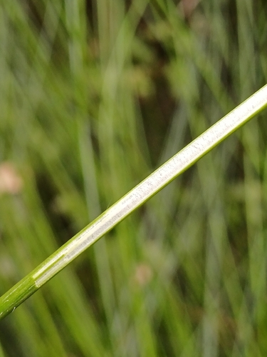 Juncus pauciflorus, photograph 2