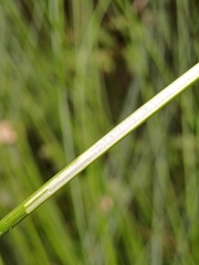 Juncus pauciflorus, photograph author not stated, no rights reserved