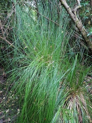 Juncus pauciflorus, photograph author not stated, no rights reserved