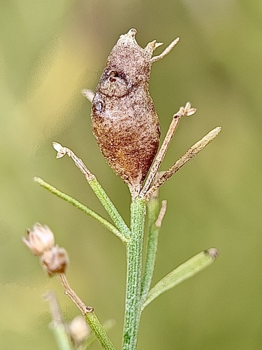 Unknown species found near River Trail, Frisco, TX, US