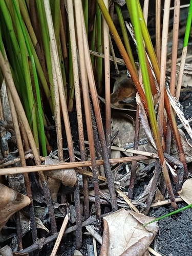 Juncus pauciflorus, photograph 3