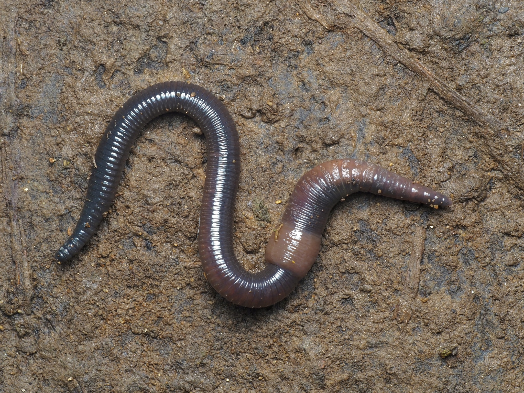 Wisconsin Earthworm Photographing Earthworms for iNaturalist · iNaturalist