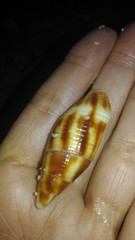 Nebularia contracta