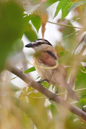 iNaturalist image