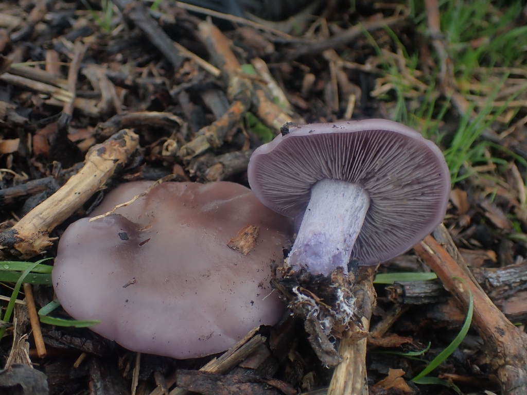 Collybia nuda · December 2025 · photo: © dgwdoesthings (iNaturalist, cc0)