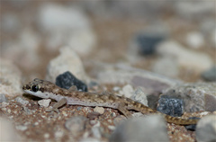 Pachydactylus punctatus