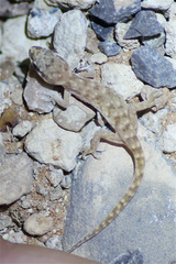 Pachydactylus punctatus