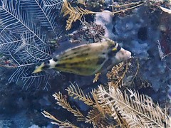 Cantherhines fronticinctus