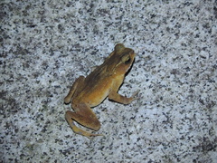 Ingerophrynus celebensis