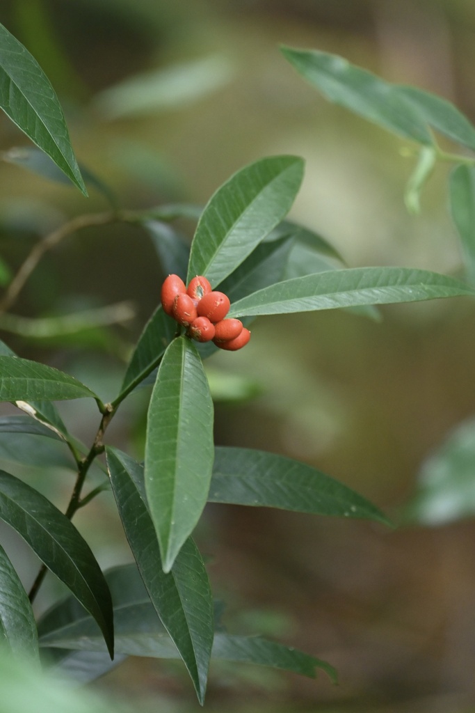 Atalantia kwangtungensis (Atalantia kwangtungensis)