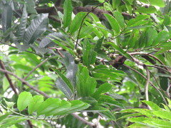 Virola guatemalensis image