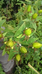 Hypericum ascyron