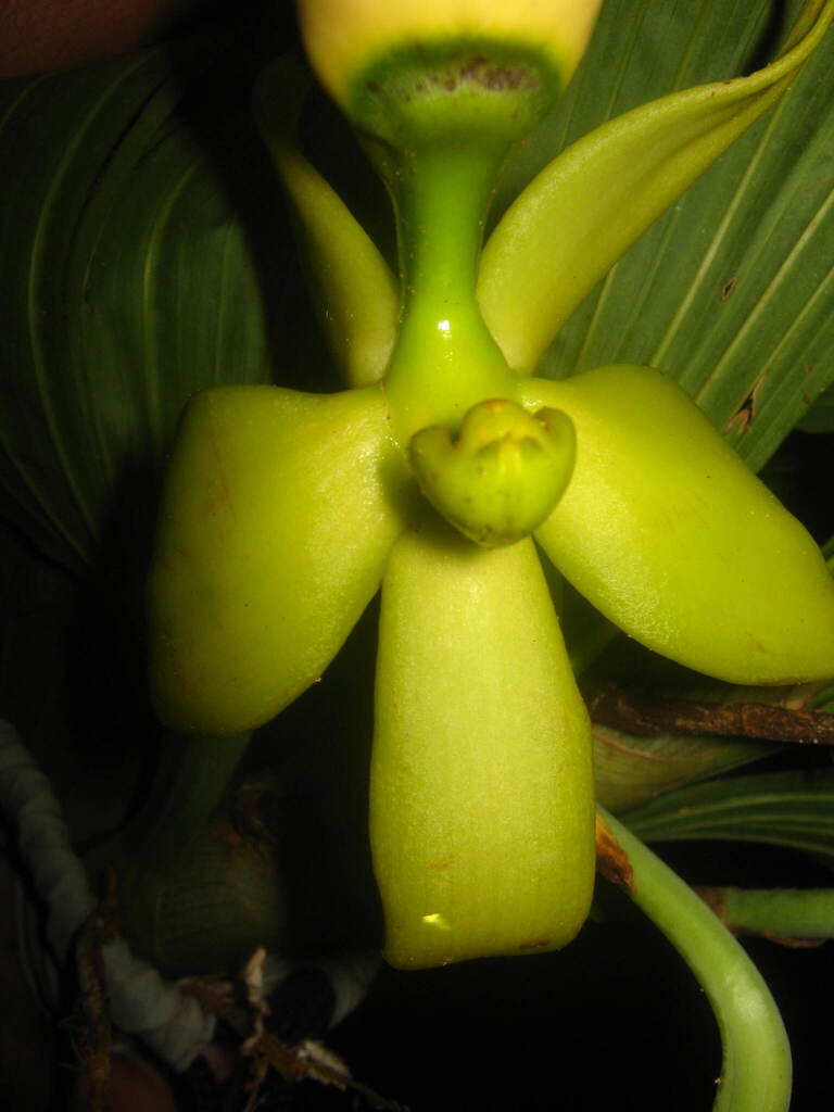 Cycnoches ventricosum
