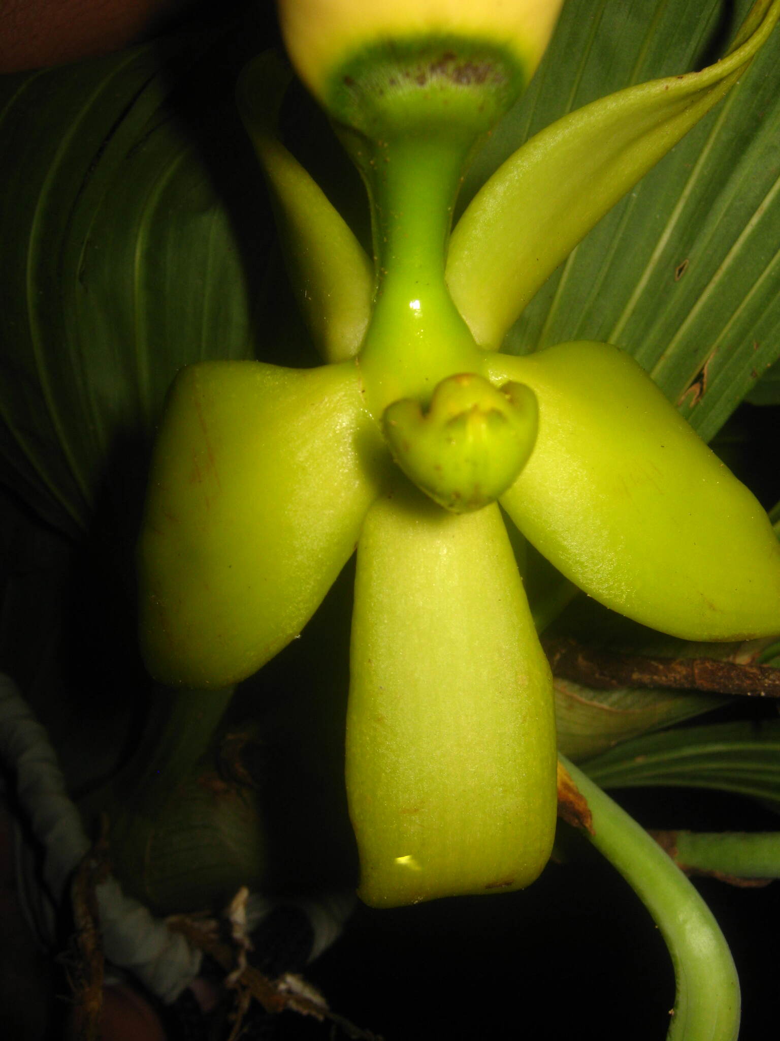 Cycnoches ventricosum
