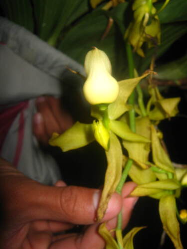 Cycnoches ventricosum, photograph 3
