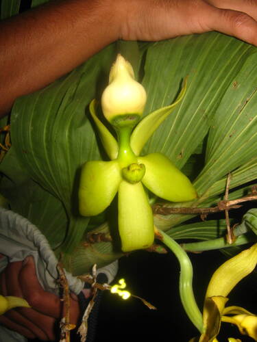 Cycnoches ventricosum, photograph 2