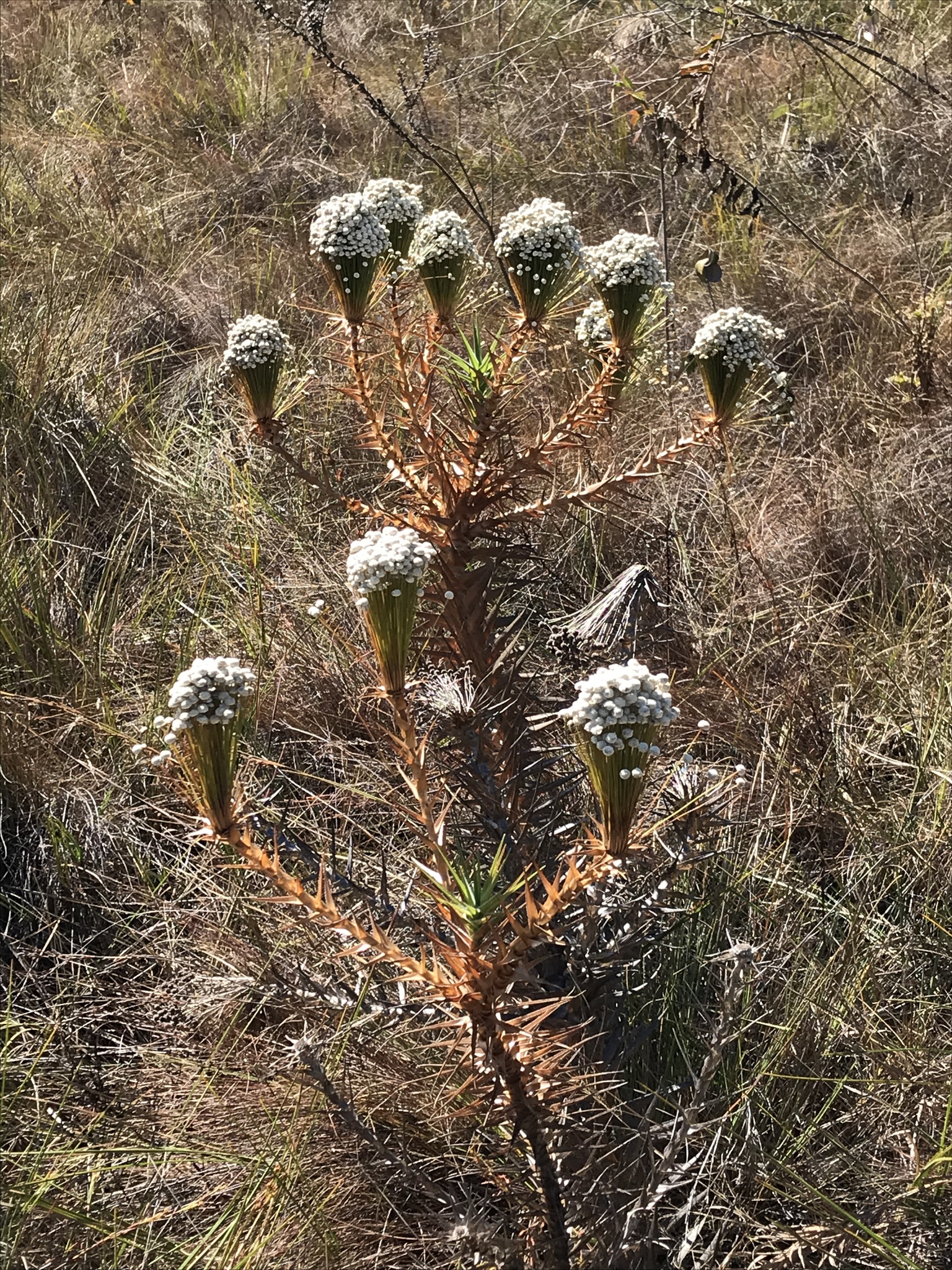 Actinocephalus ithyphyllus